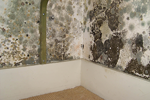 mold in home Wilmington